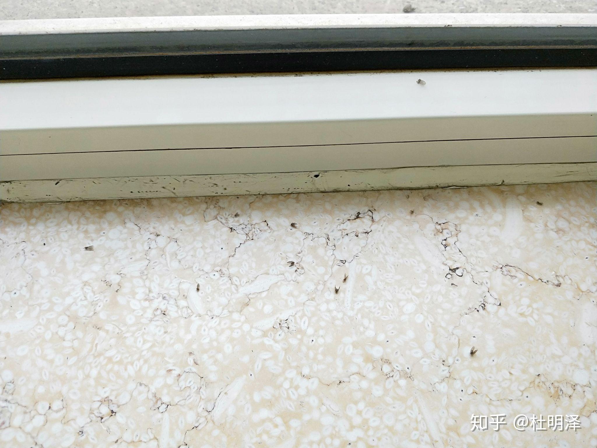 家里全是苍蝇怎么回事